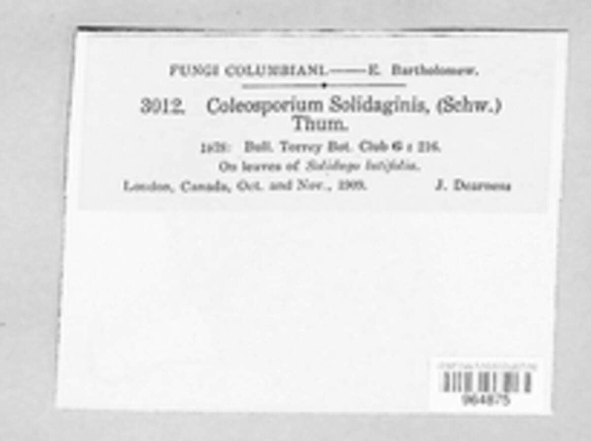 Coleosporium asterum image